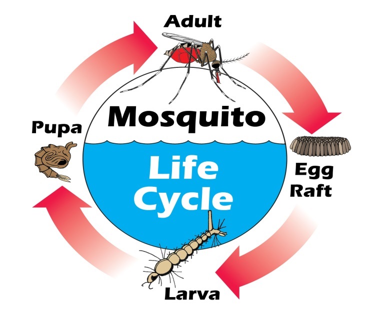 Mosquito Control